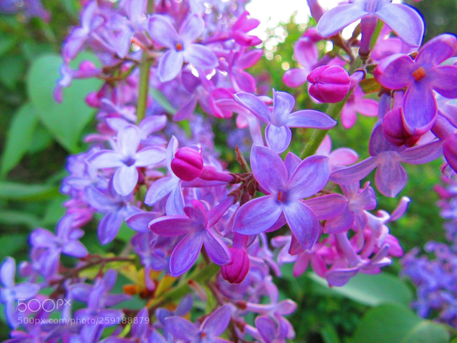 Canon PowerShot SX610 HS sample photo. Lilac flowers photography