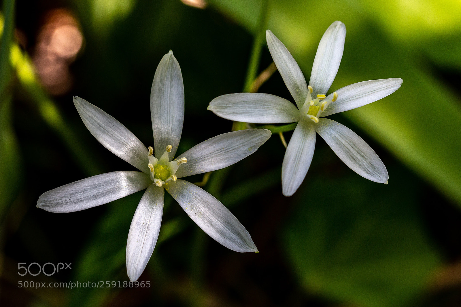 Canon EOS 6D sample photo. Two whiete flowers photography