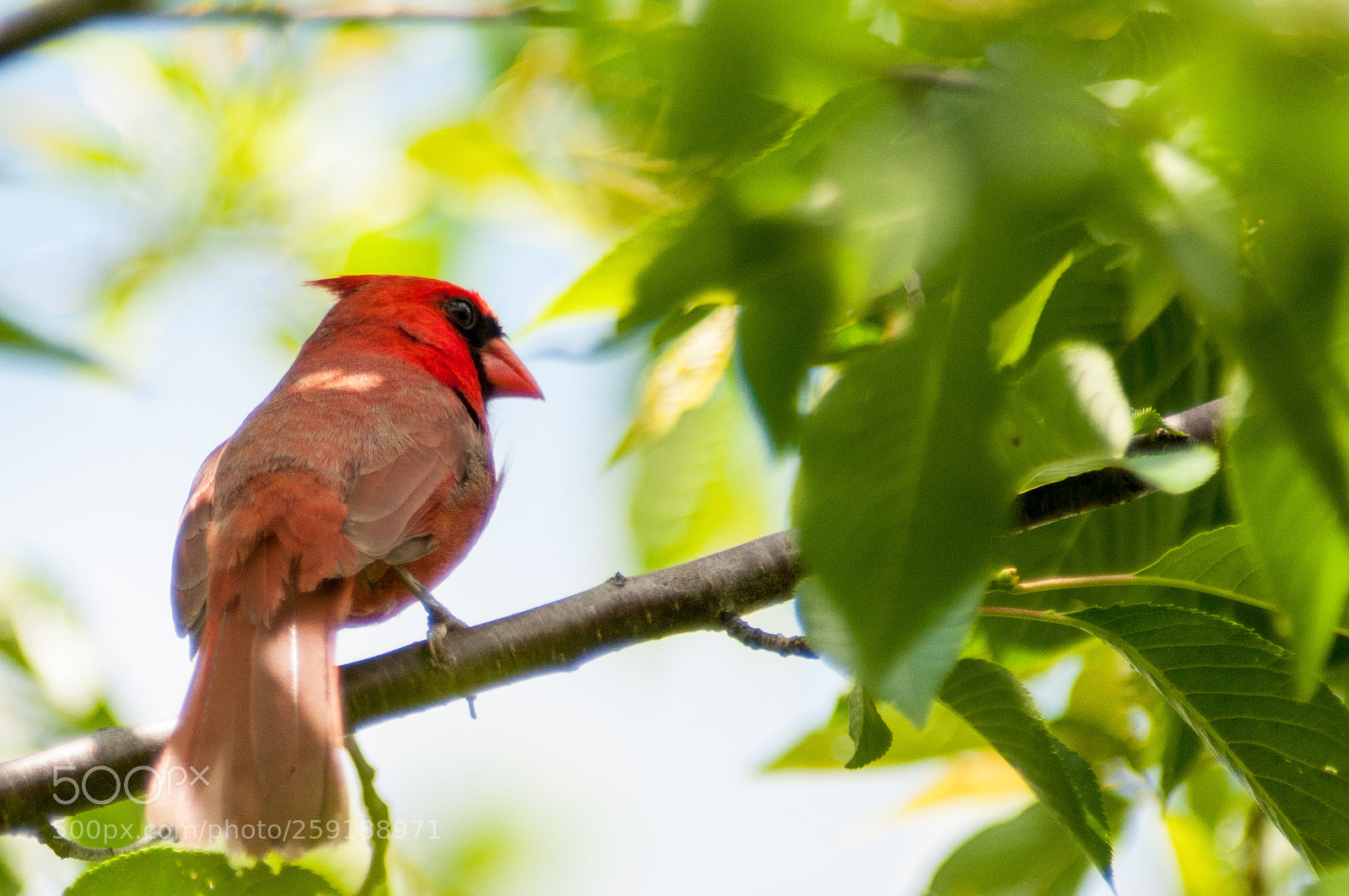 Nikon D300 sample photo. A northern cardinal photography