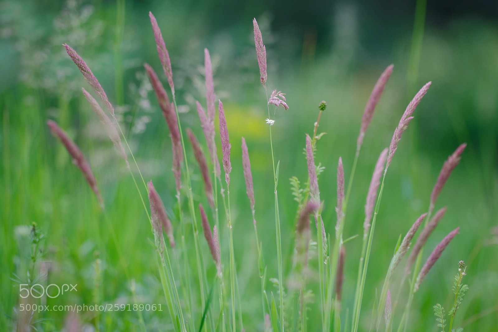 Fujifilm X-E3 sample photo. Velvet grass photography