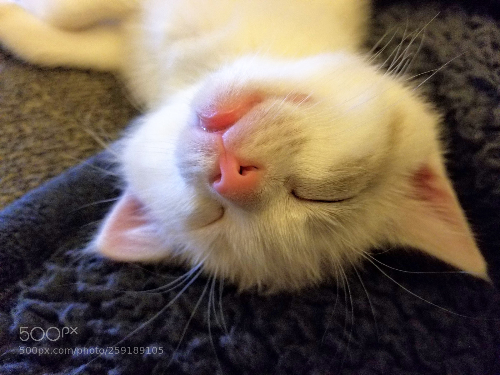 Samsung Galaxy S8+ sample photo. Cute kitten misty.jpg photography