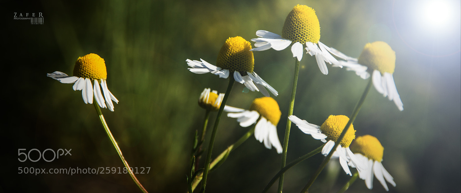 Canon EOS 1100D (EOS Rebel T3 / EOS Kiss X50) sample photo. Daisy photography