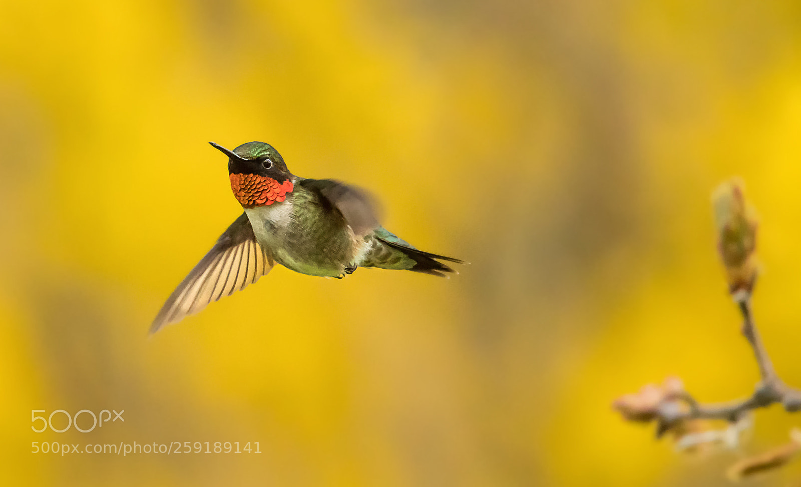Nikon D500 sample photo. Hummingbird with forsythia photography