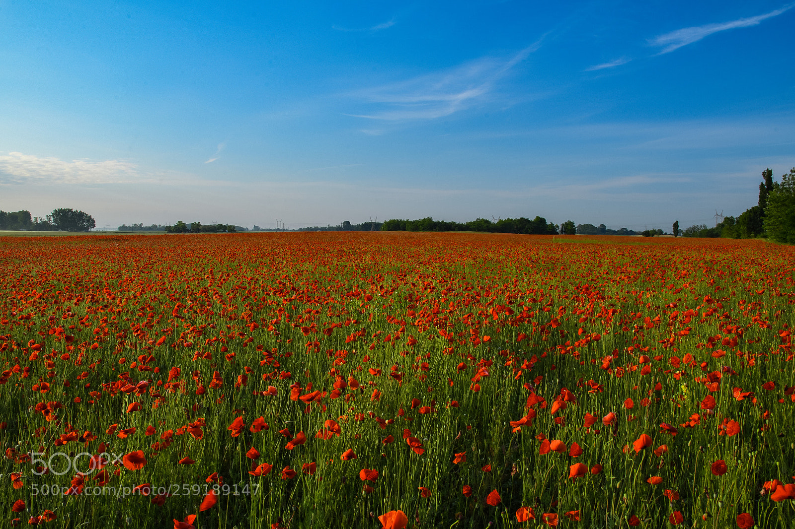 Nikon D7500 sample photo. Poppies in the morning photography