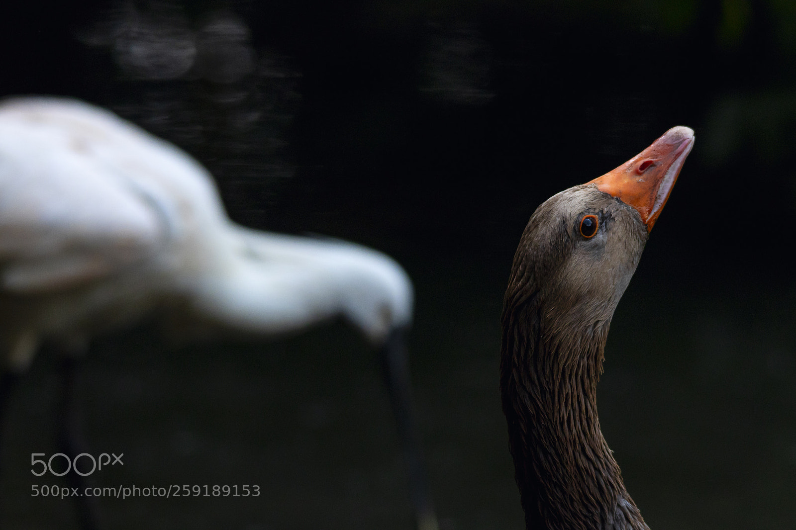Canon EOS 80D sample photo. Untitled with animals photography
