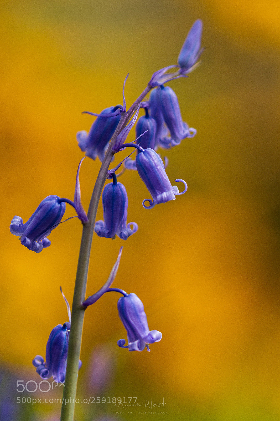 Canon EOS 70D sample photo. Bluebells and broom ii photography