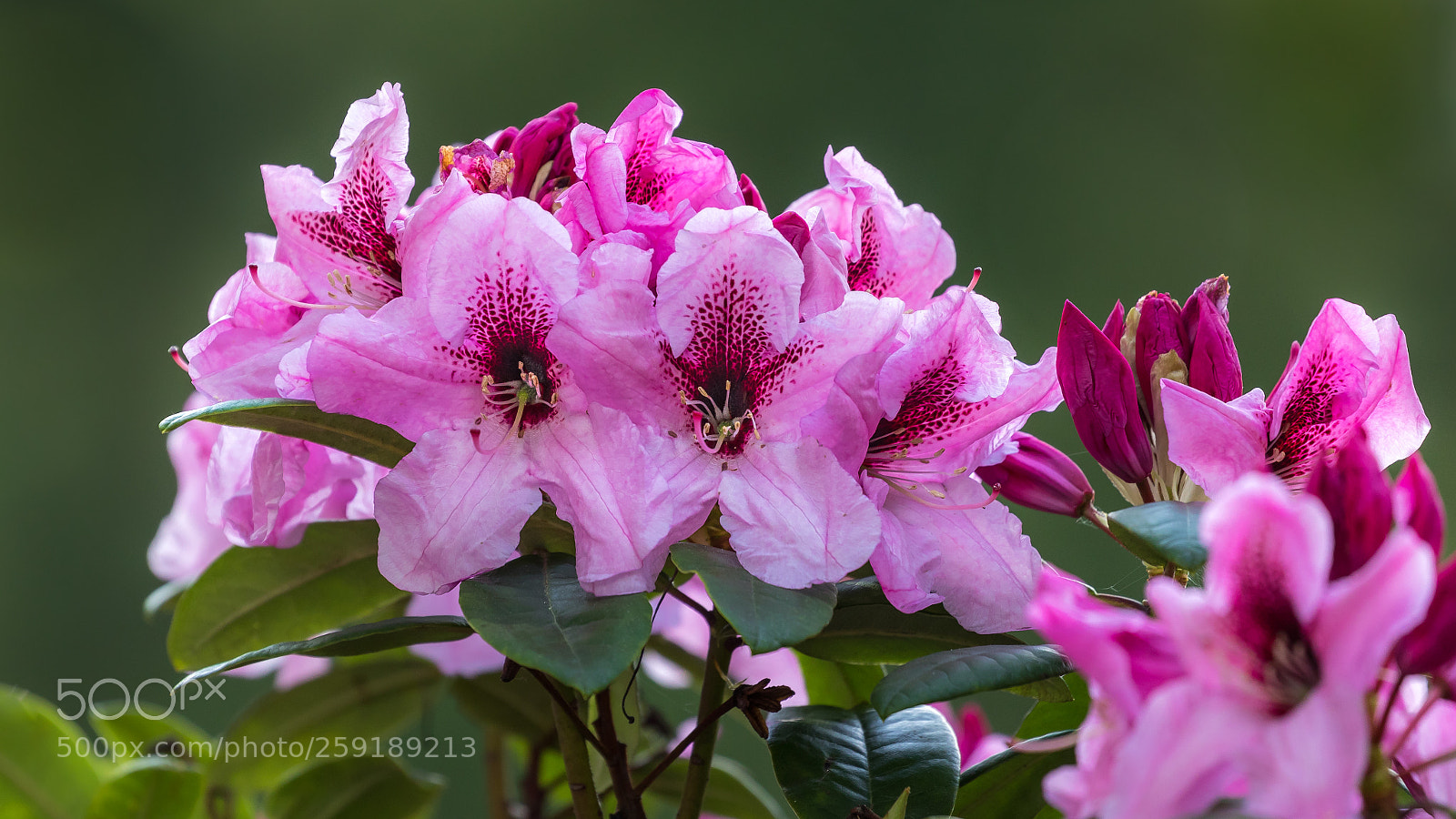 Canon EOS 5D Mark IV sample photo. Rhododendron photography