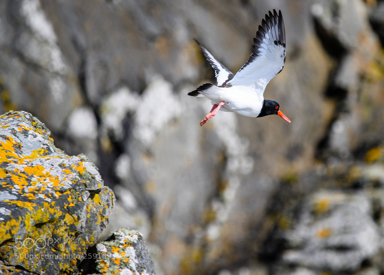 Nikon D5 sample photo. Oystercatcher photography