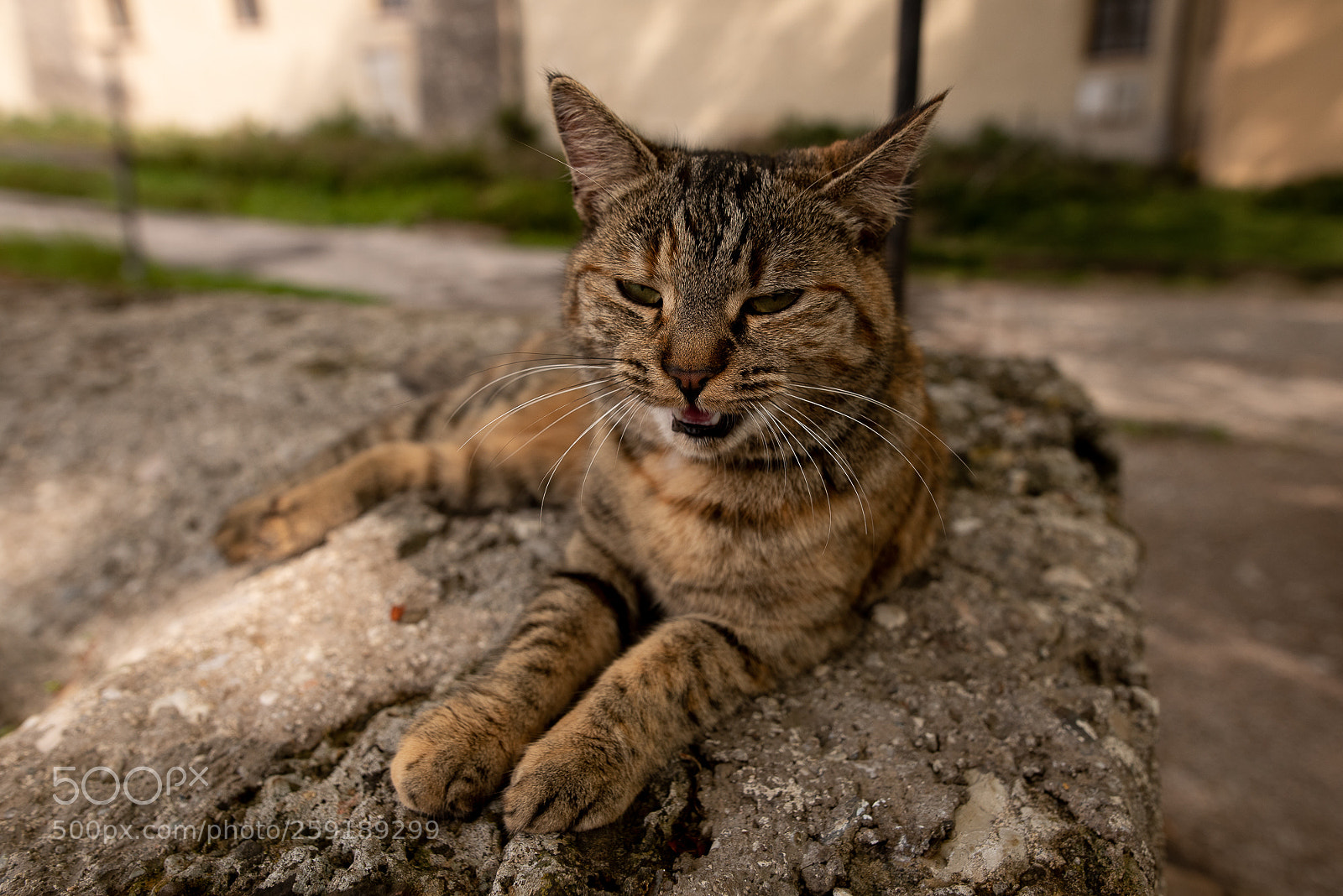Nikon D750 sample photo. Cat on the walls photography