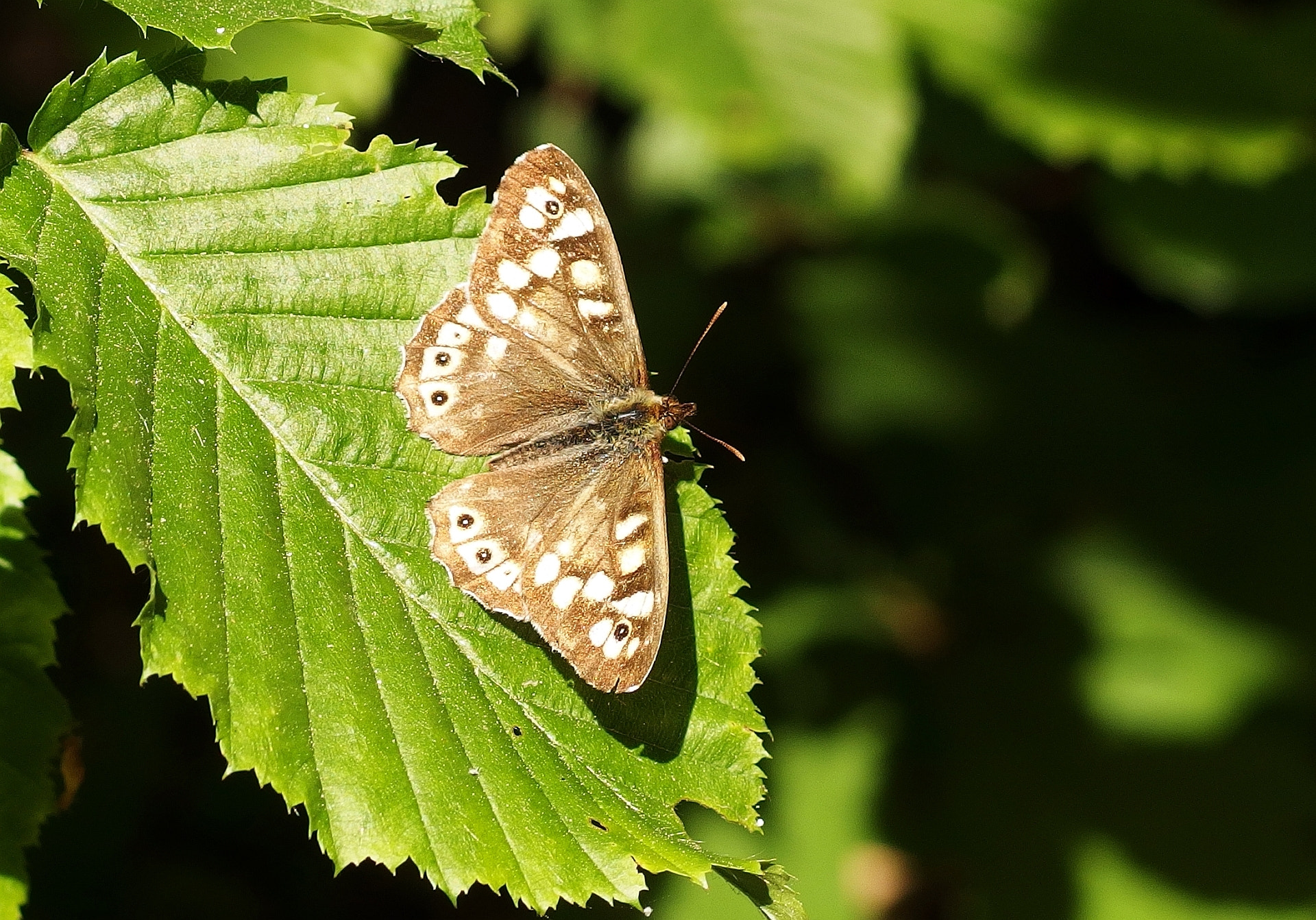 Olympus XZ-2 iHS sample photo. Speckled wood photography