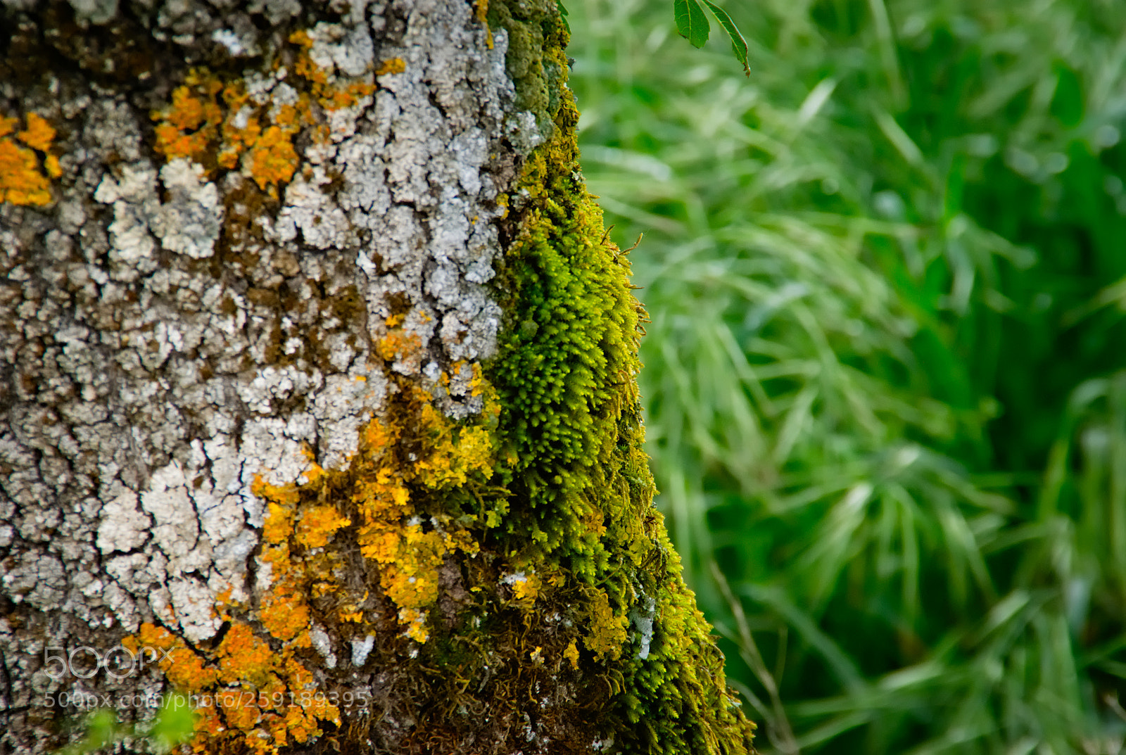 Pentax K10D sample photo. Color tones on springtime... photography