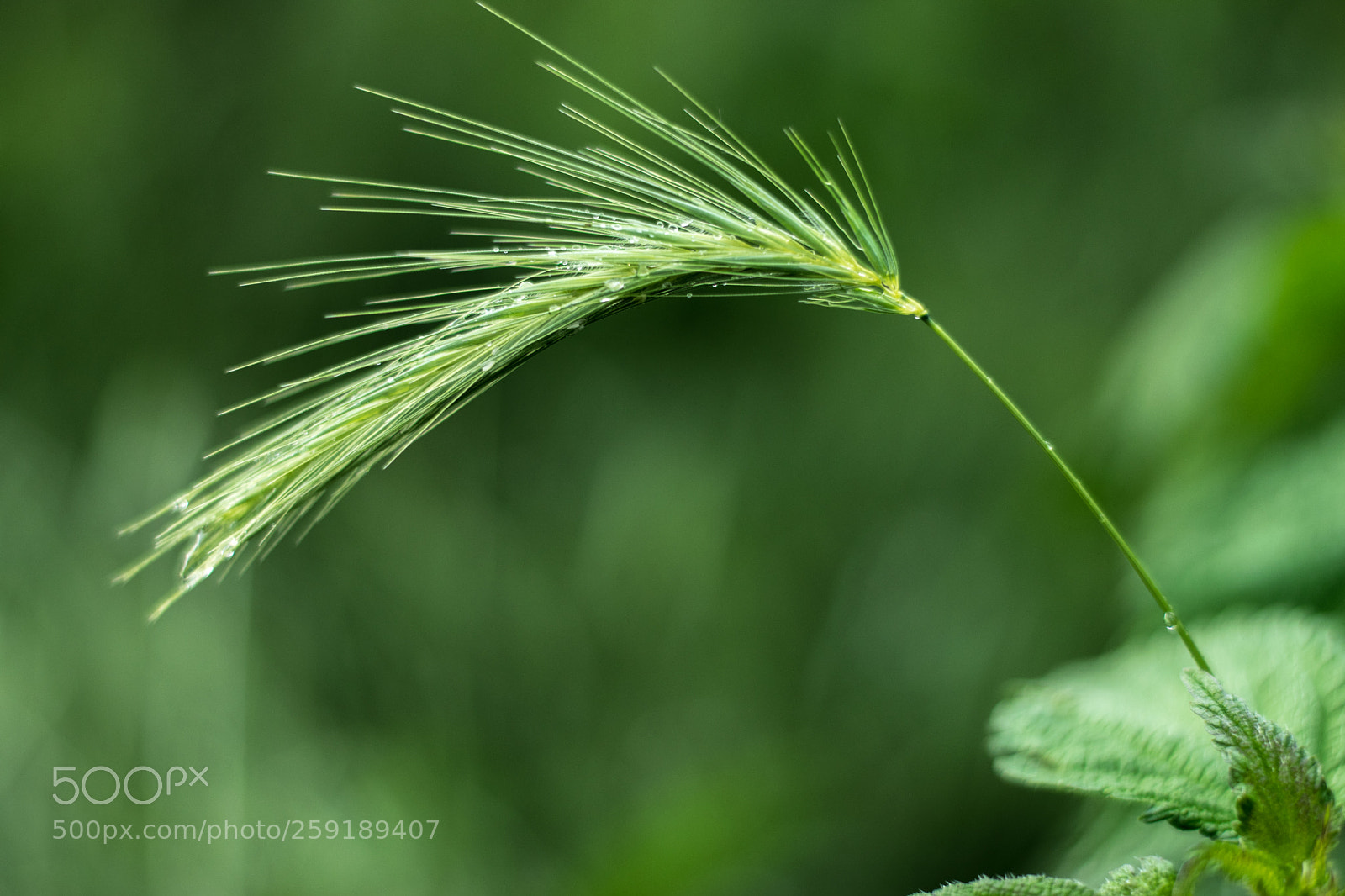 Nikon D5300 sample photo. Grass photography