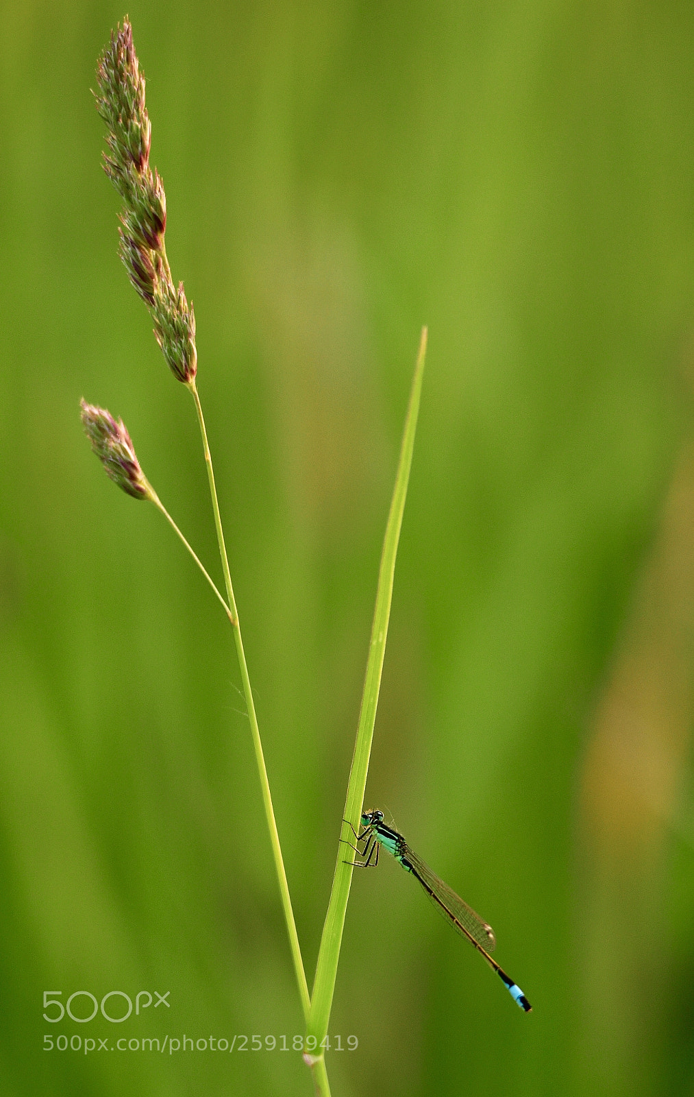 Nikon D850 sample photo. Dragonfly in the sunset photography