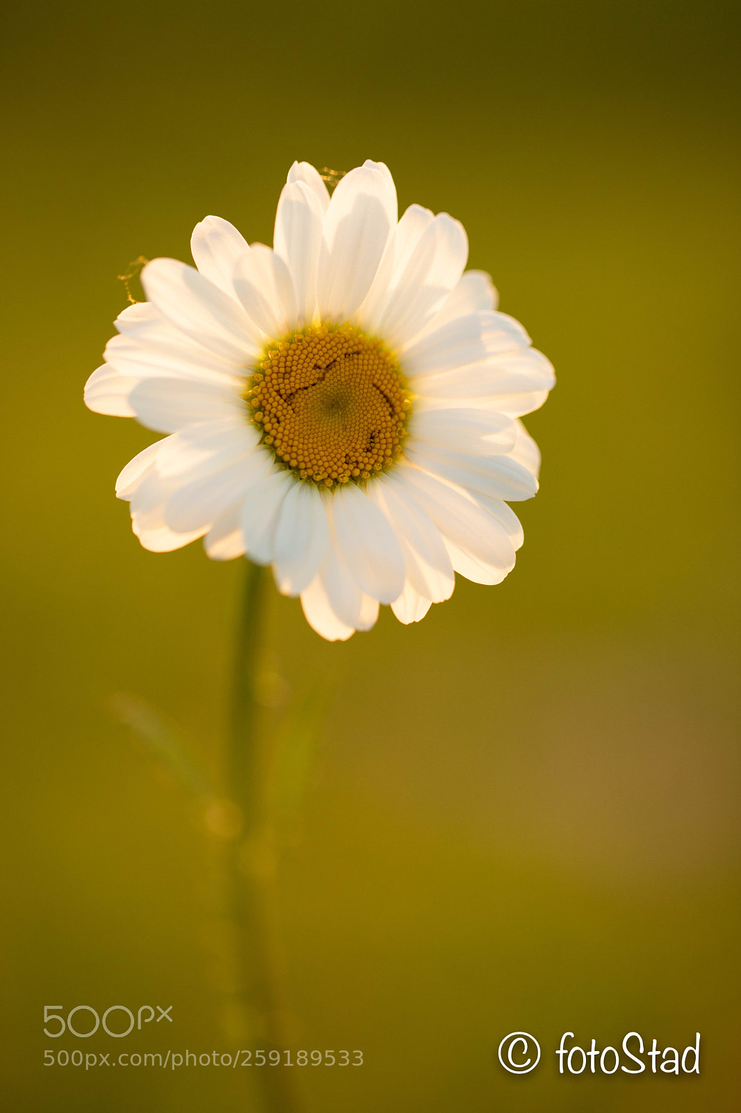 Canon EOS 6D Mark II sample photo. In the golden hour photography