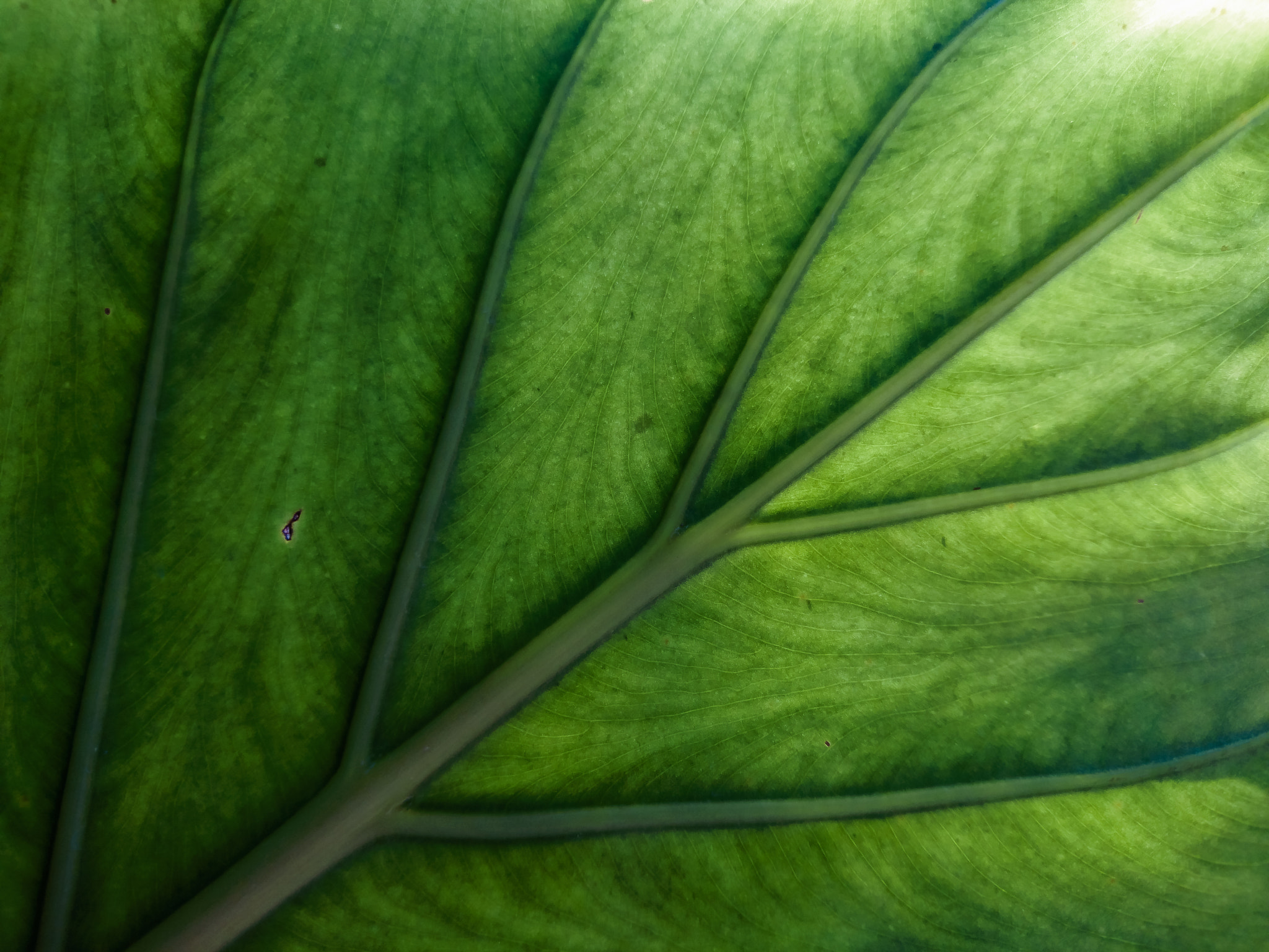Sony Xperia Z5 sample photo. Elephant ear leaf photography