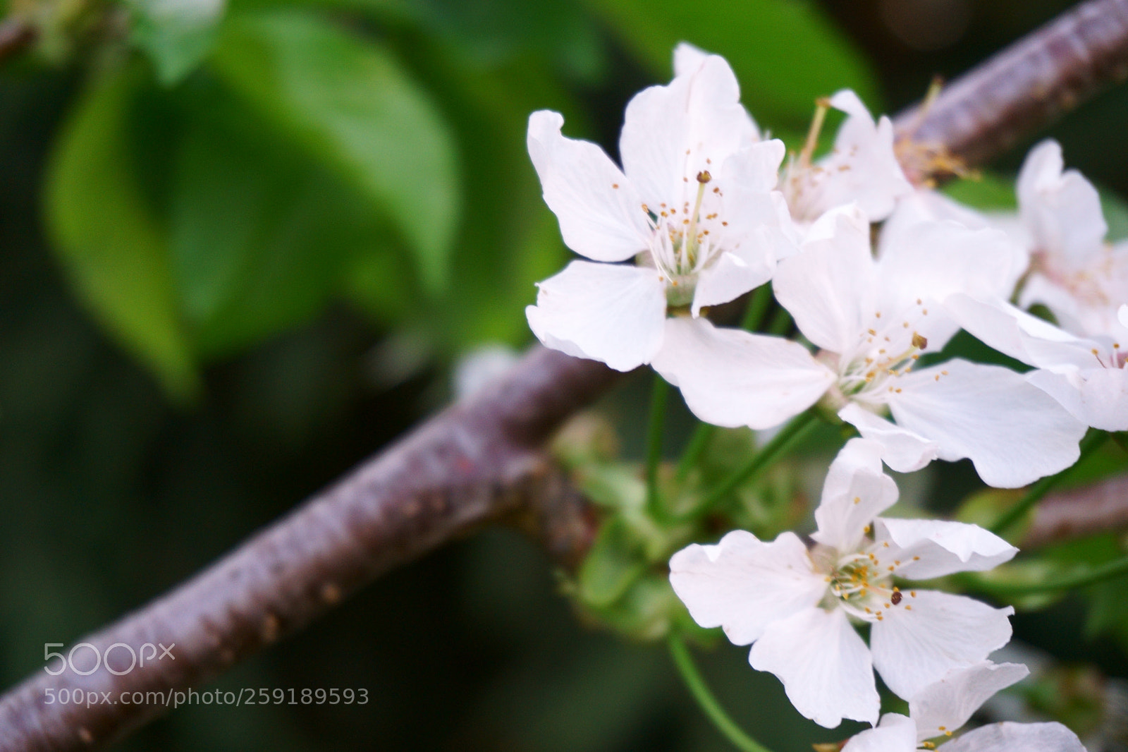 Sony a6000 sample photo. Kwiat photography