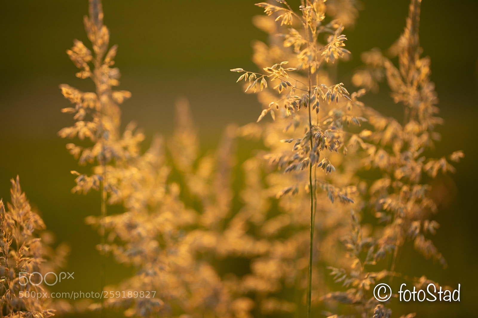Canon EOS 6D Mark II sample photo. Evening photography