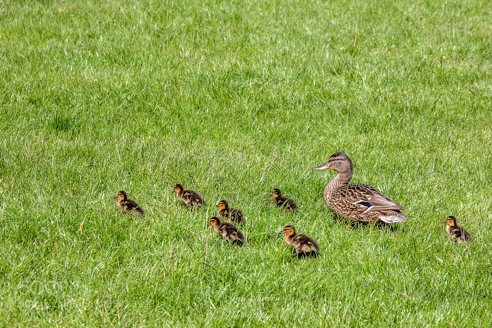 Canon EOS 50D sample photo. Mum with kids on photography