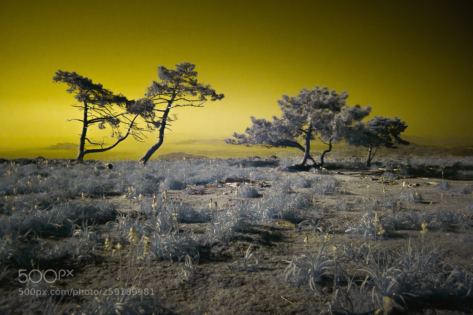 Nikon D7100 sample photo. A different planet photography