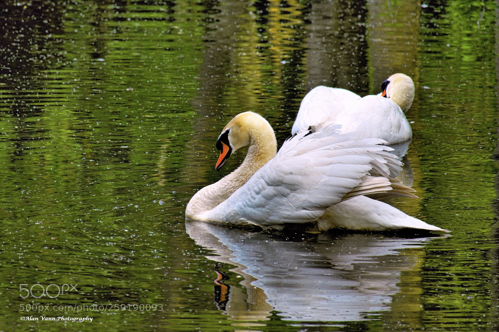 Fujifilm X-T1 sample photo. Floating on green photography