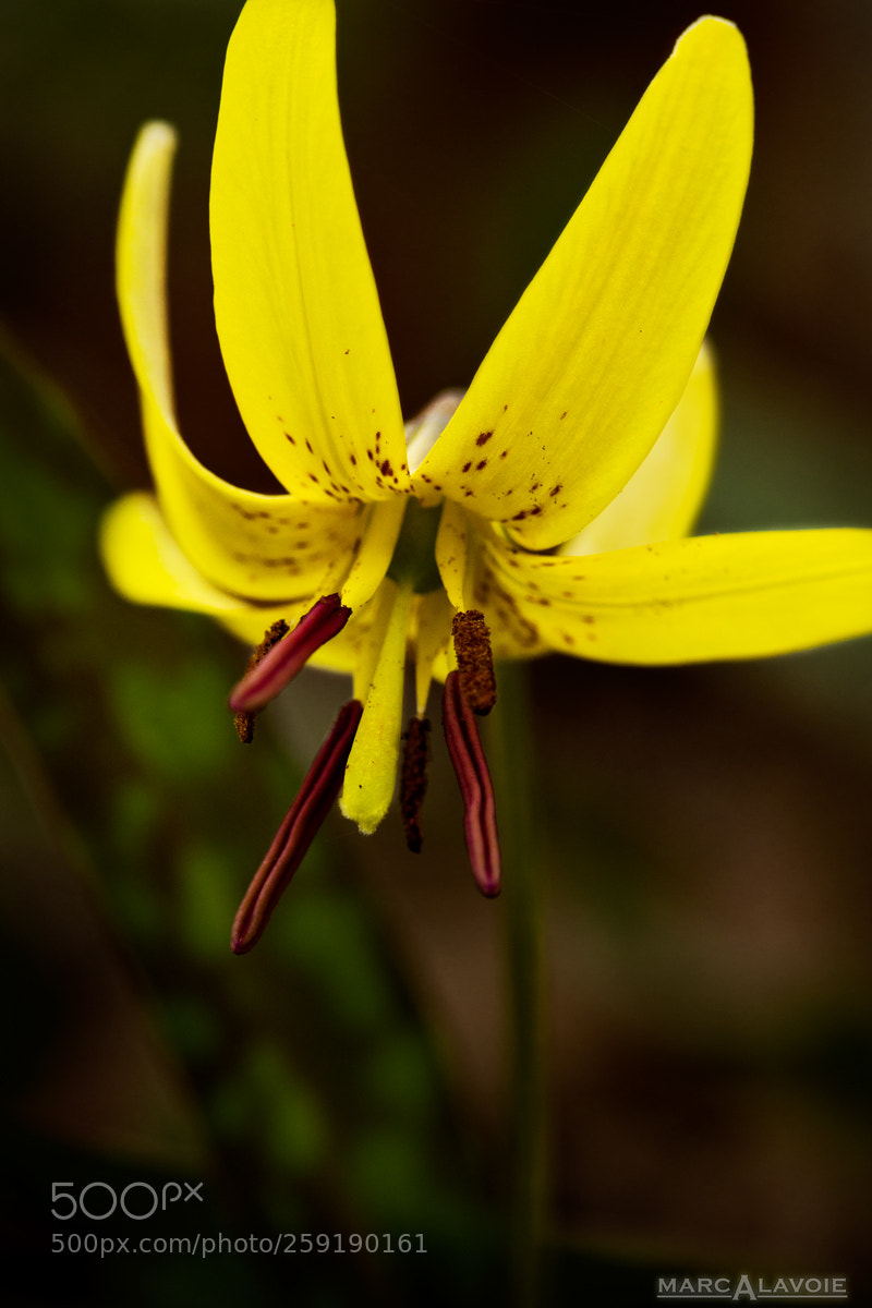 Pentax K-3 sample photo. Dogtooth lily ii photography