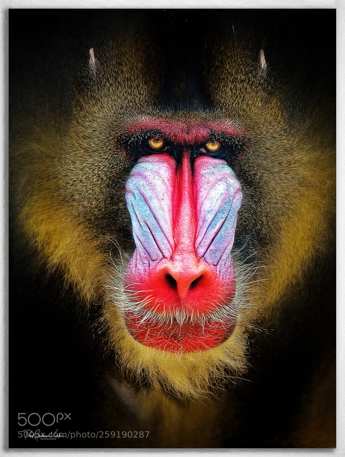 Canon EOS-1Ds Mark II sample photo. The eyes say it .... photography