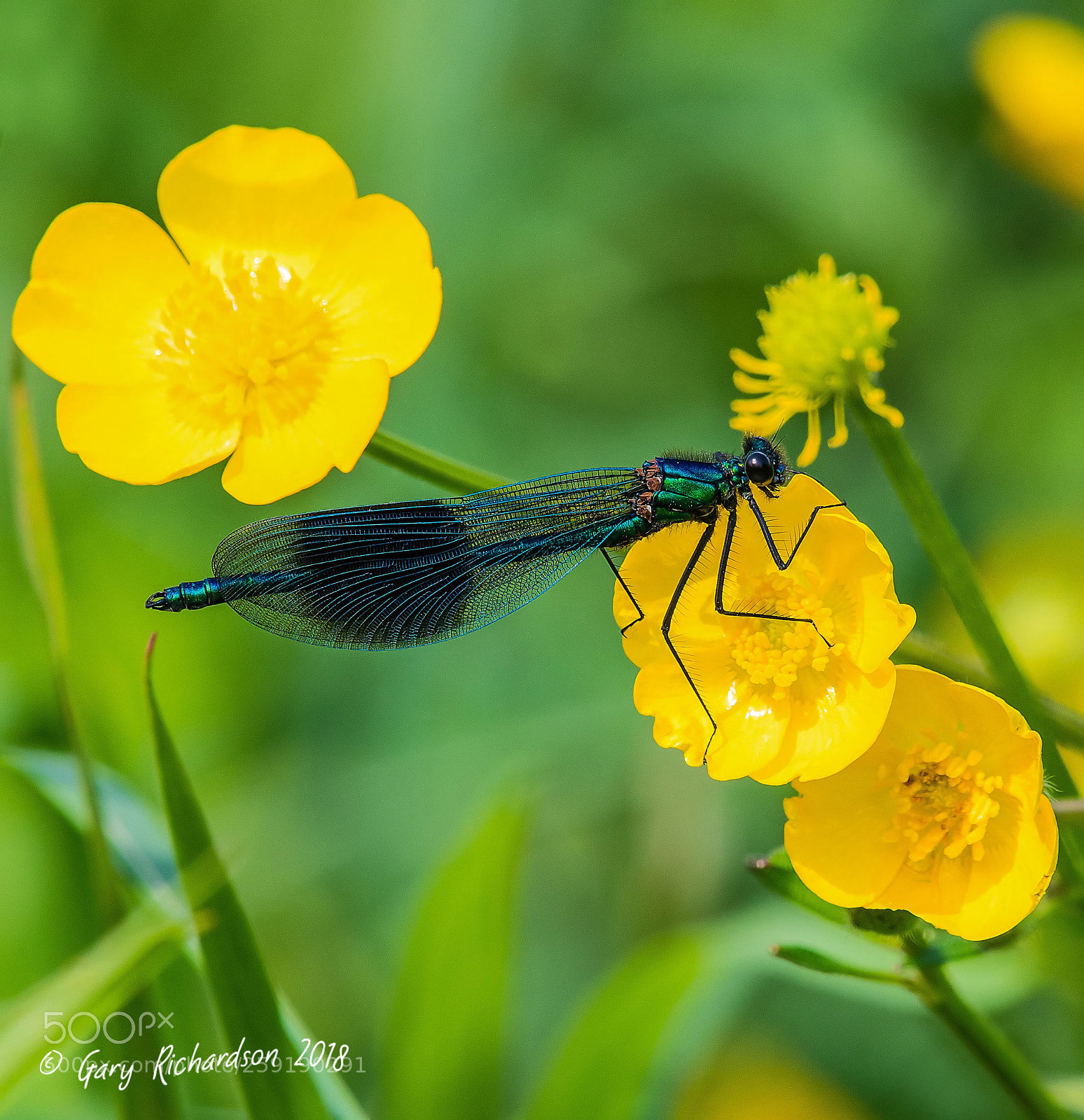 Nikon D500 sample photo. Banded demoiselle photography