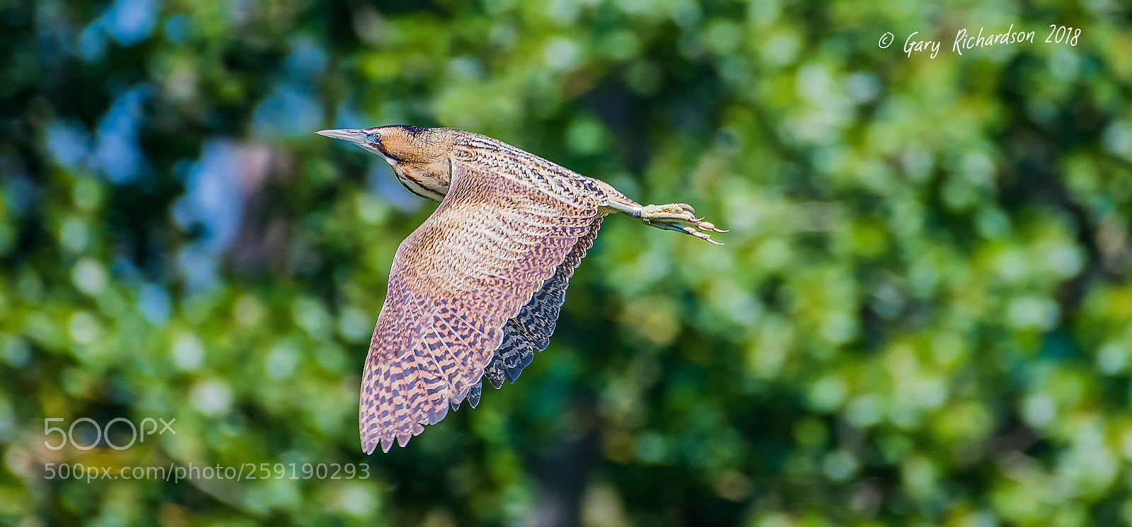 Nikon D500 sample photo. Bittern photography