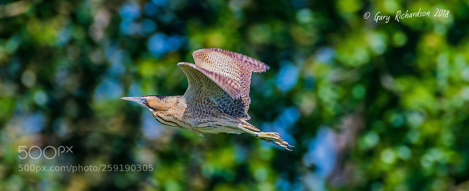 Nikon D500 sample photo. Bittern photography