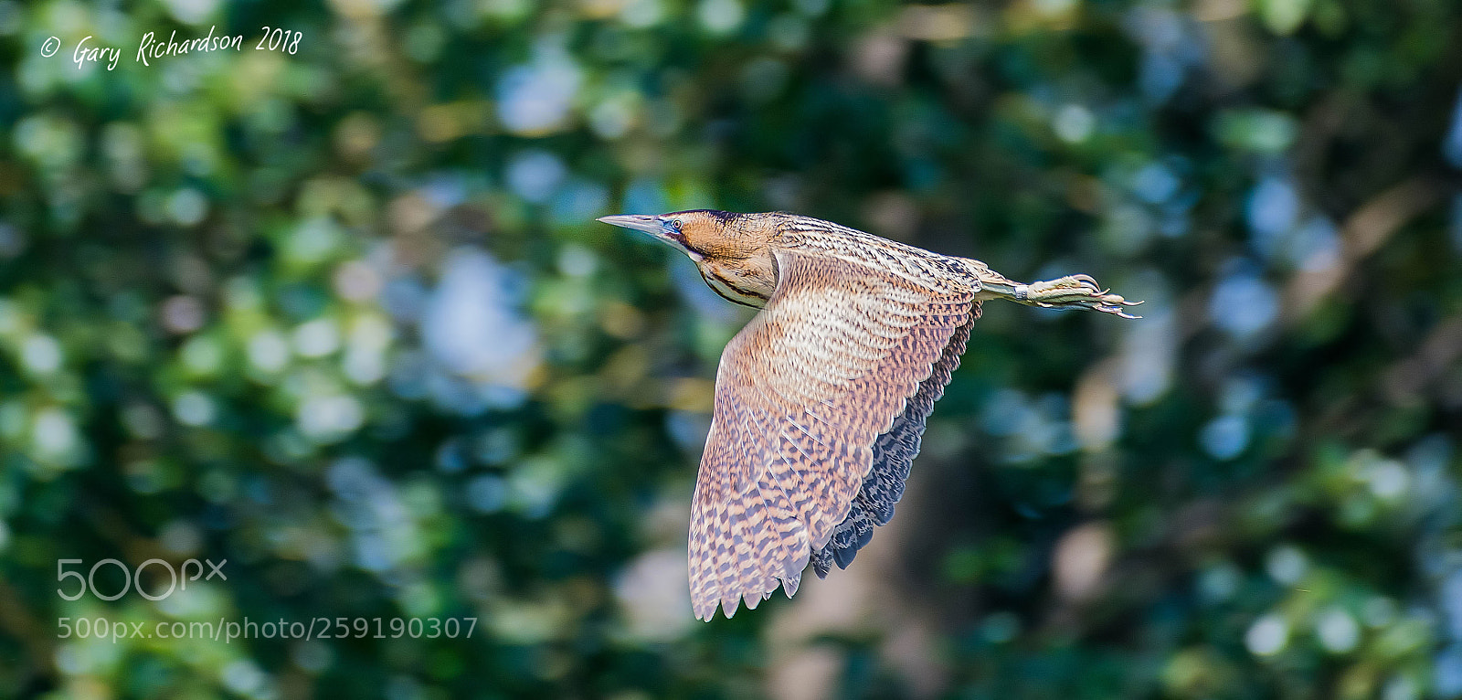 Nikon D500 sample photo. Bittern photography