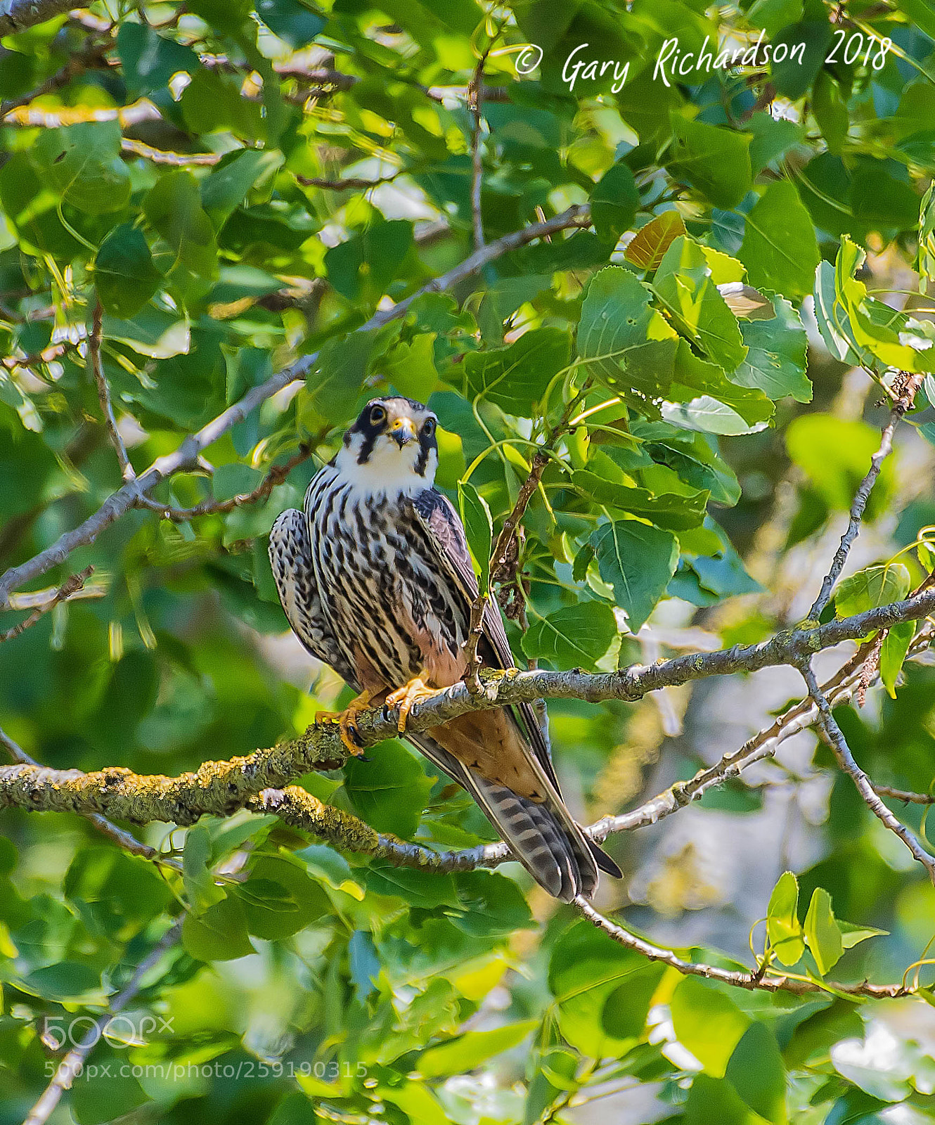 Nikon D500 sample photo. Hobby photography