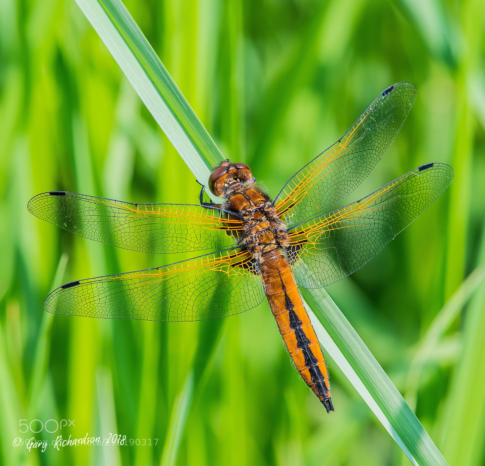 Nikon D500 sample photo. Scarce chaser photography