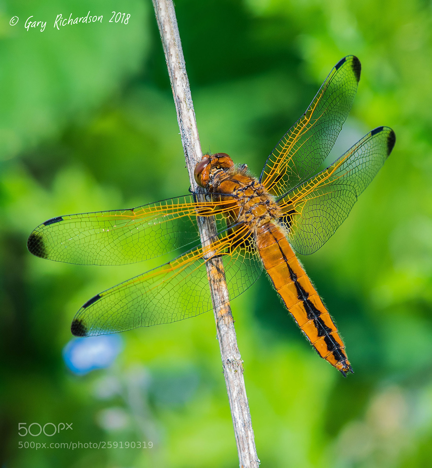 Nikon D500 sample photo. Scarce chaser photography
