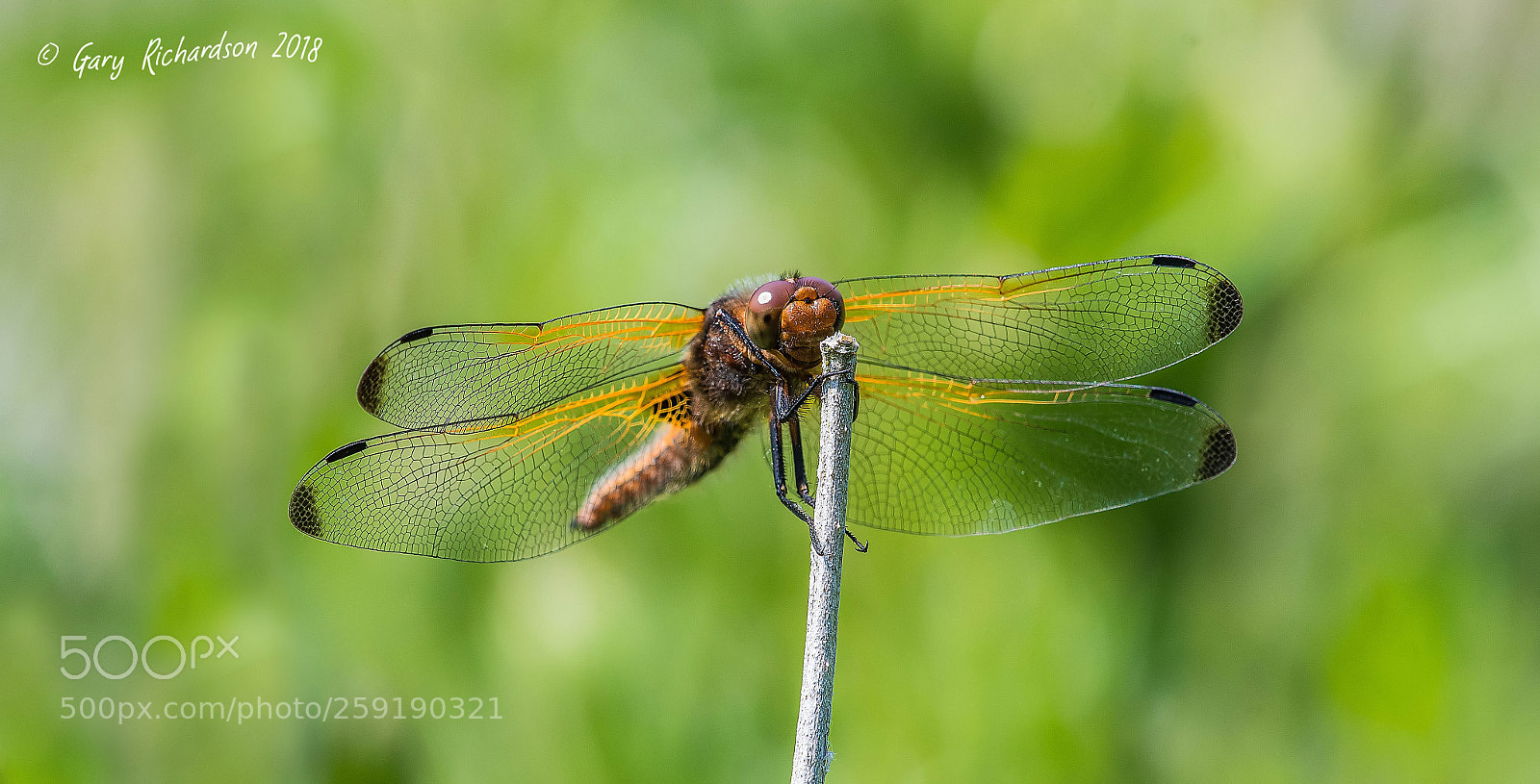 Nikon D500 sample photo. Scarce chaser photography