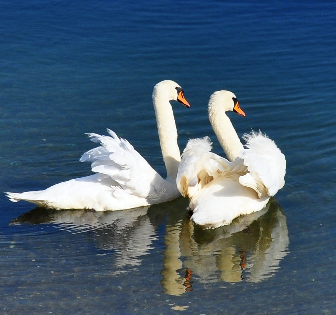 Nikon D5000 sample photo. White swans photography