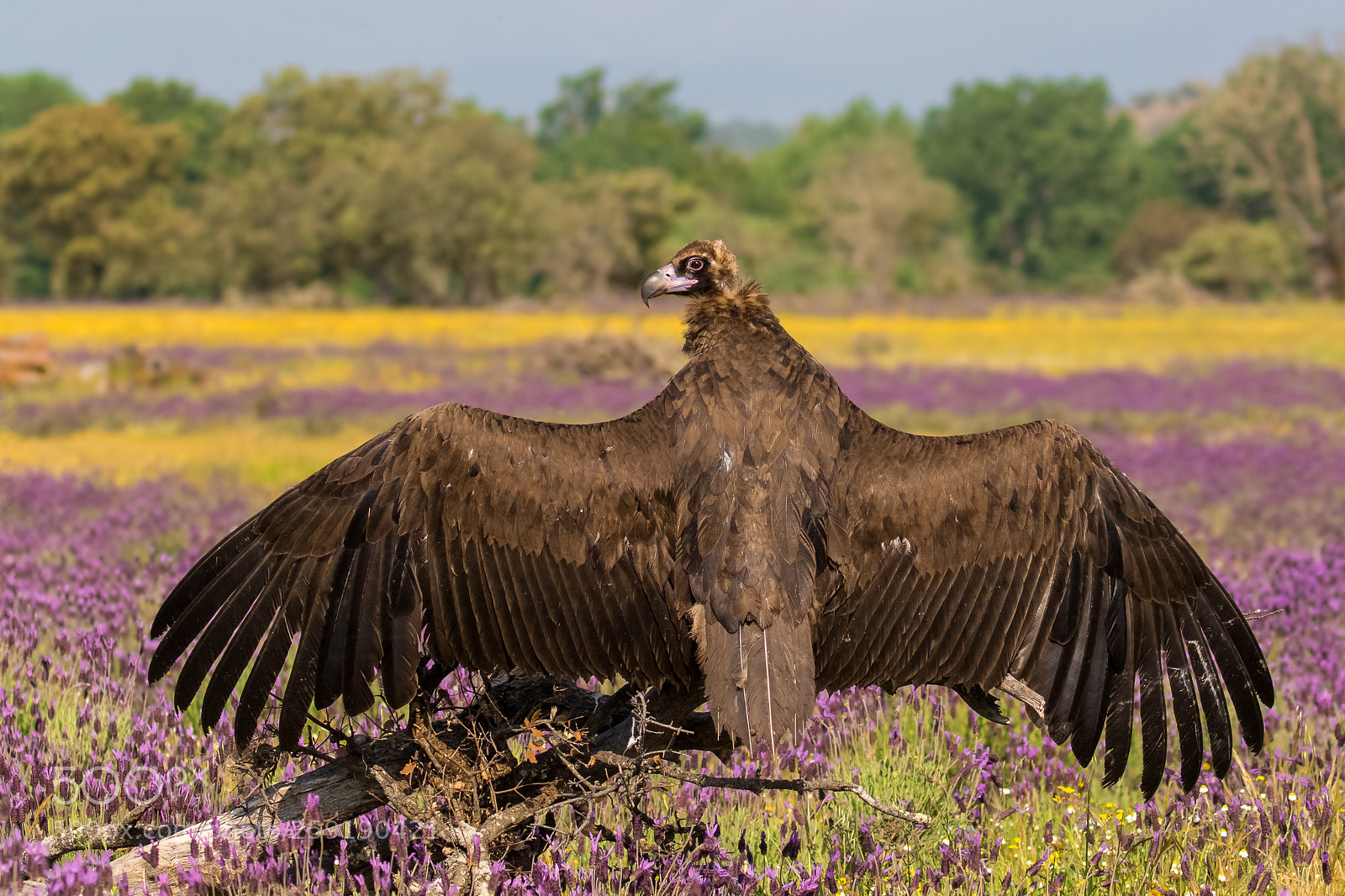 Canon EOS 7D Mark II sample photo. Cinereous vulture (aegypius monachus) photography