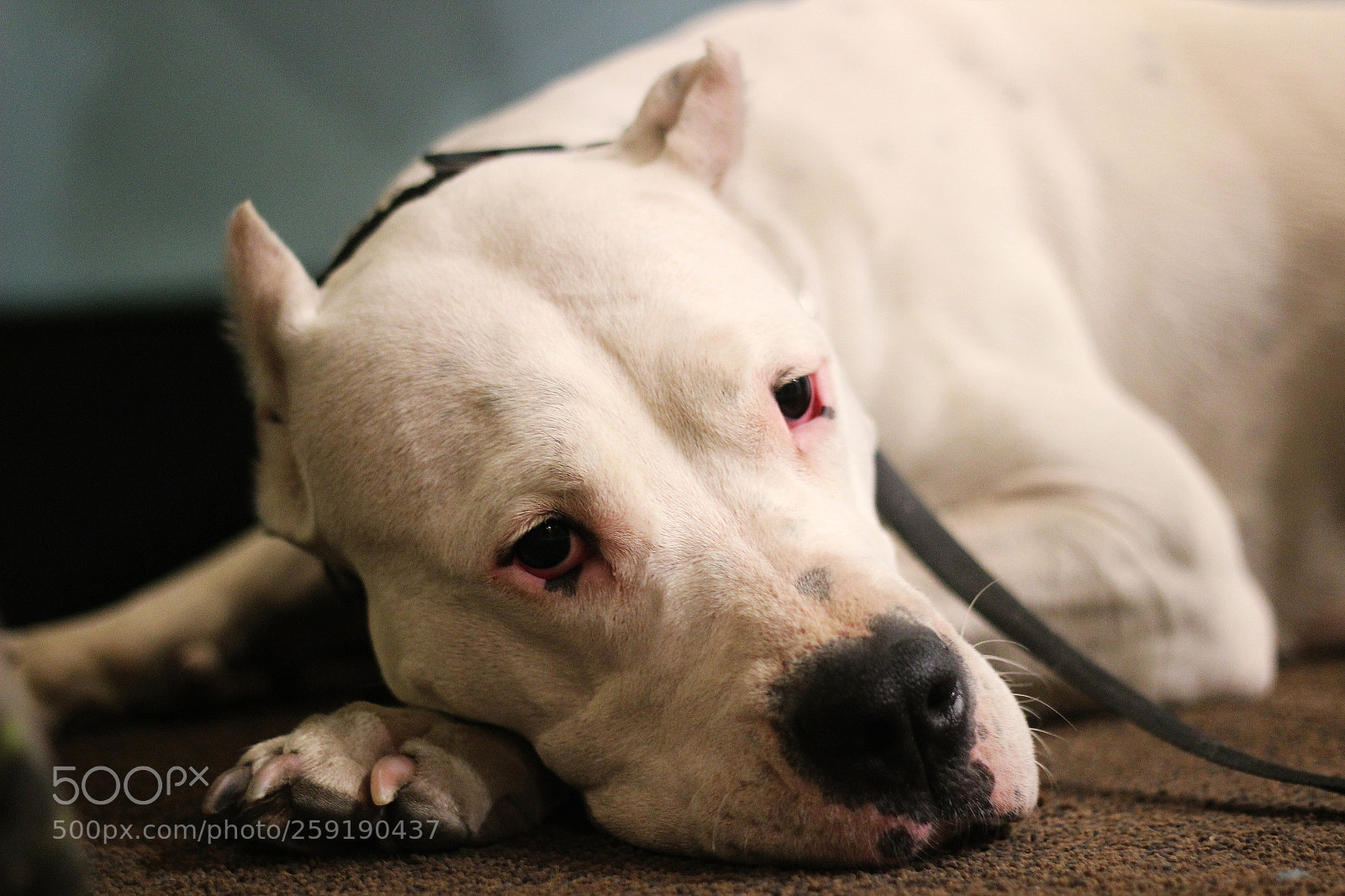 Canon EOS 600D (Rebel EOS T3i / EOS Kiss X5) + Canon EF 50mm F1.8 II sample photo. White angel photography