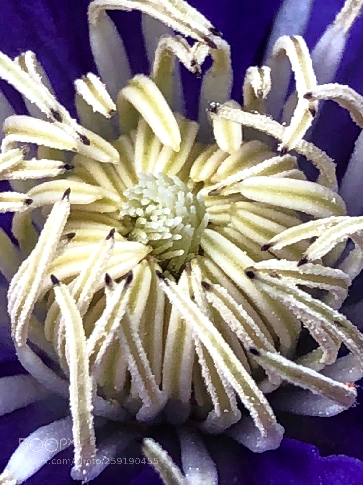 Apple iPhone X sample photo. Stamen photography