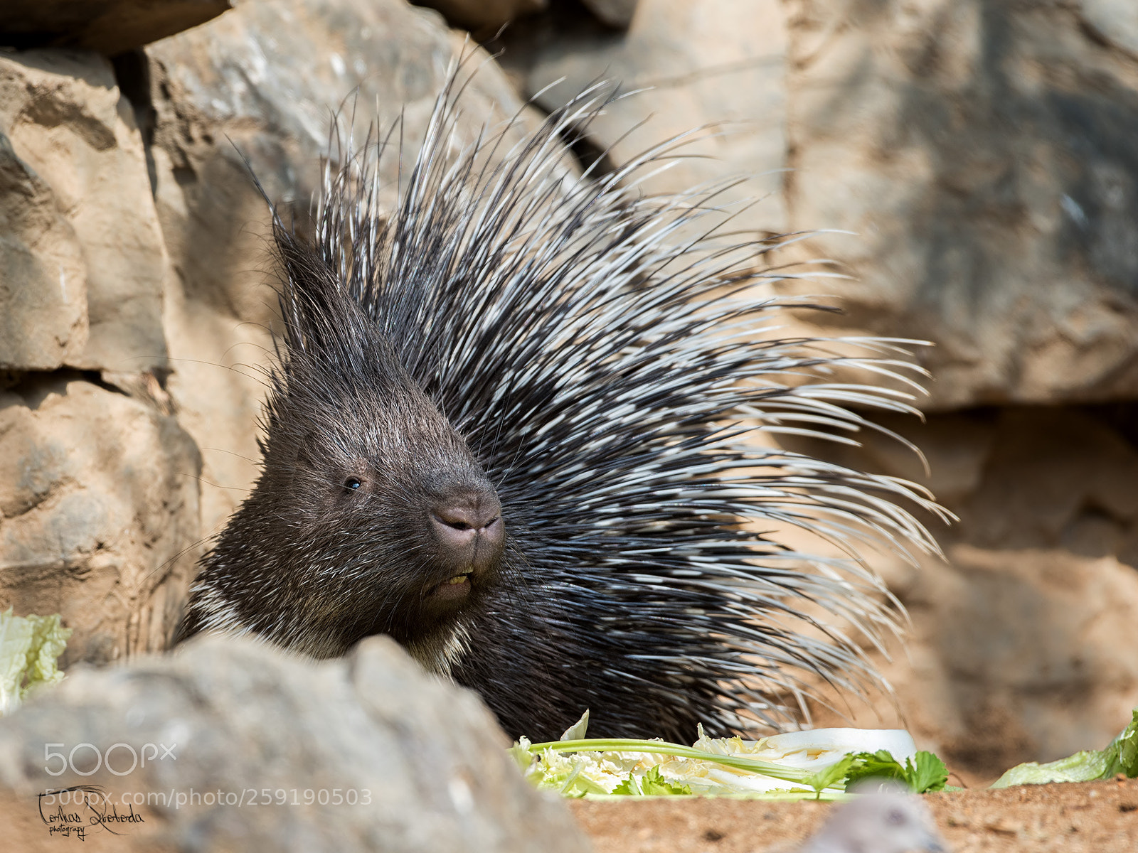 Nikon D750 sample photo. The indian porcupine hystrix photography