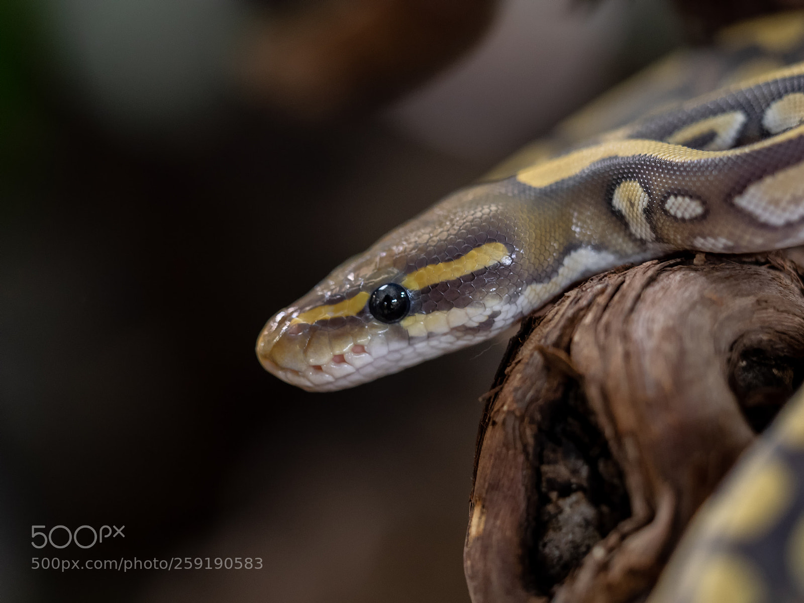 Olympus OM-D E-M1 sample photo. Python photography