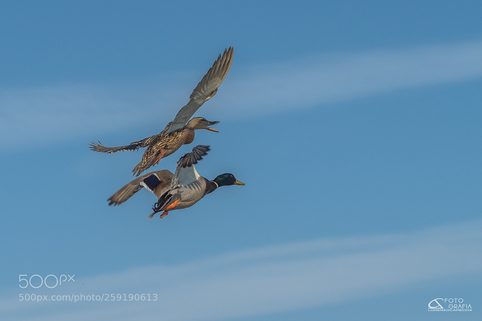 Nikon D810 sample photo. Camargue photography