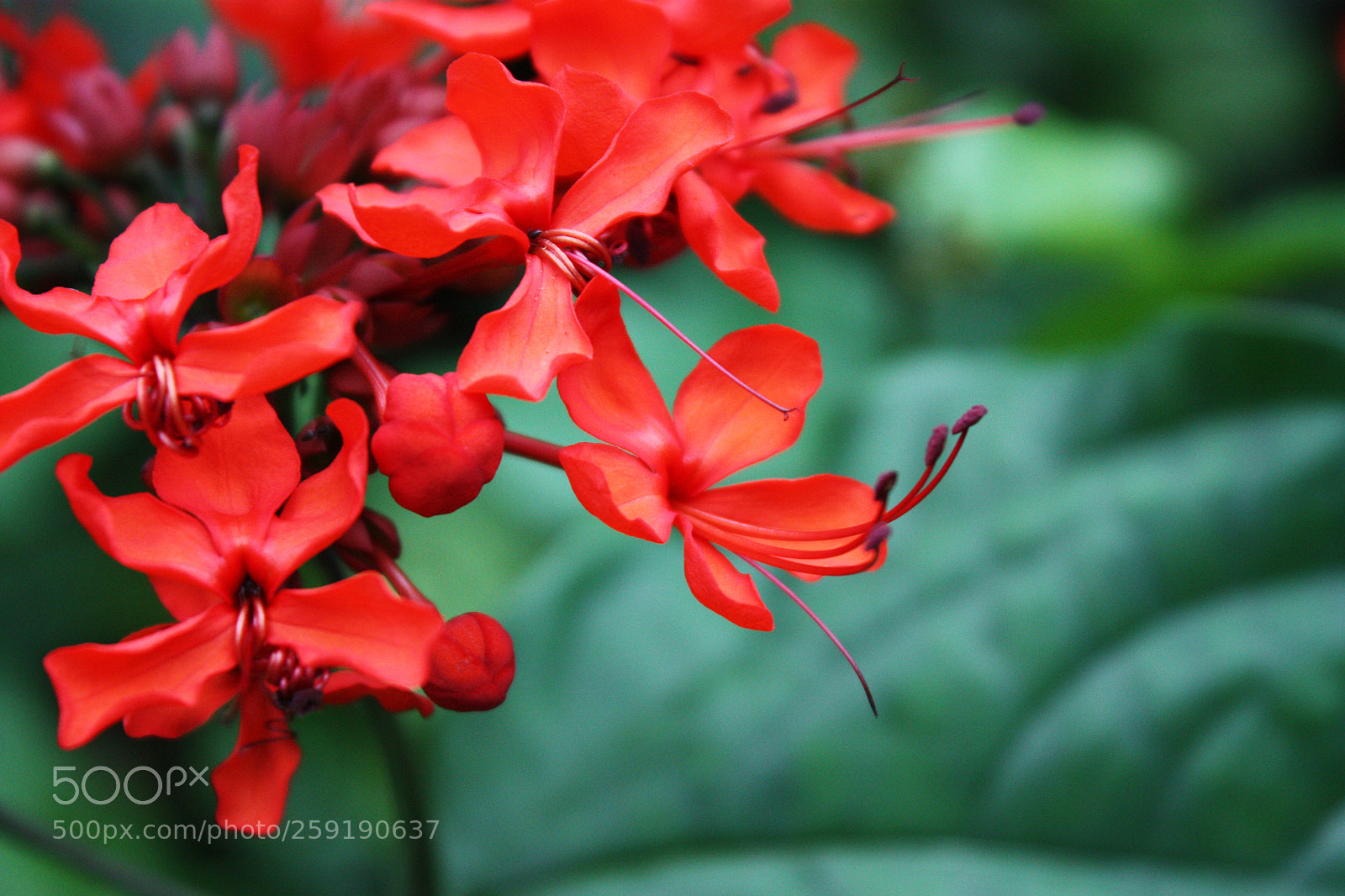 Canon EOS 450D (EOS Rebel XSi / EOS Kiss X2) sample photo. Red and green photography
