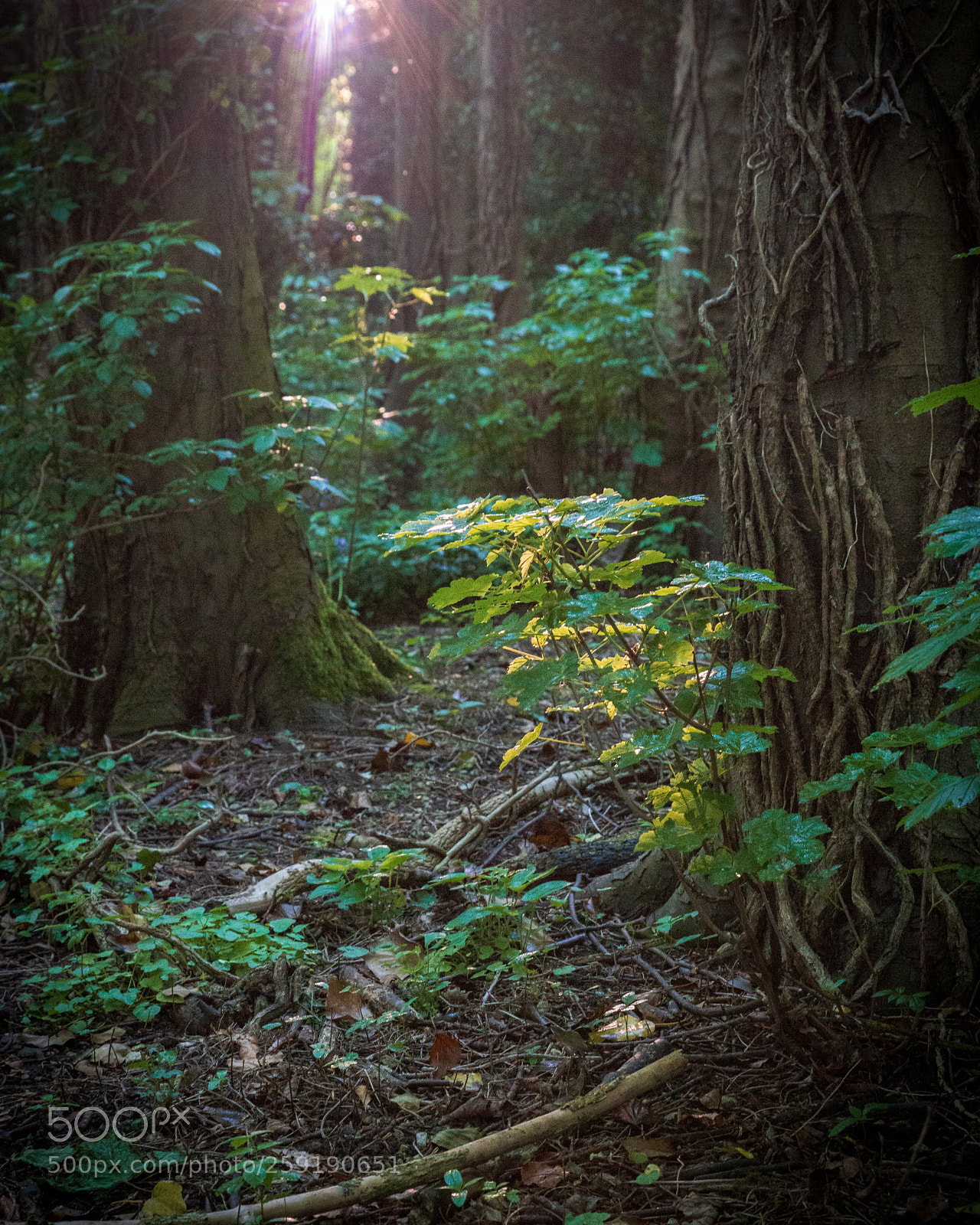 Nikon D800 sample photo. Through the trees photography