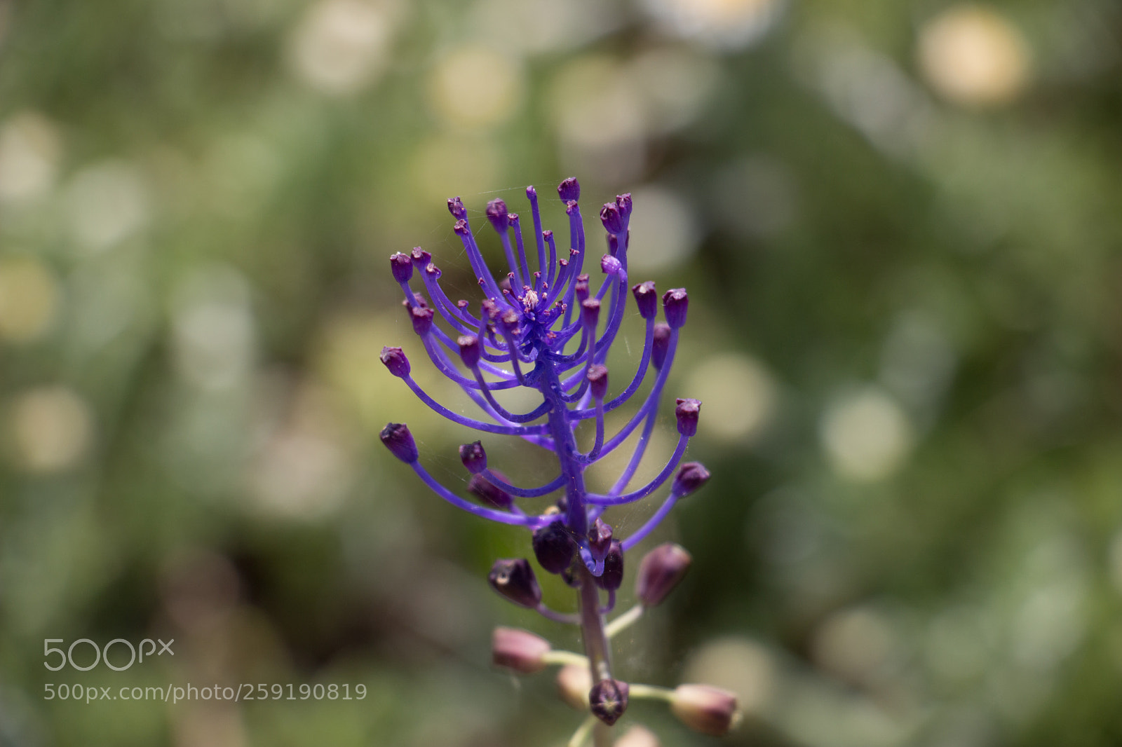 Canon EOS 100D (EOS Rebel SL1 / EOS Kiss X7) sample photo. Purple photography