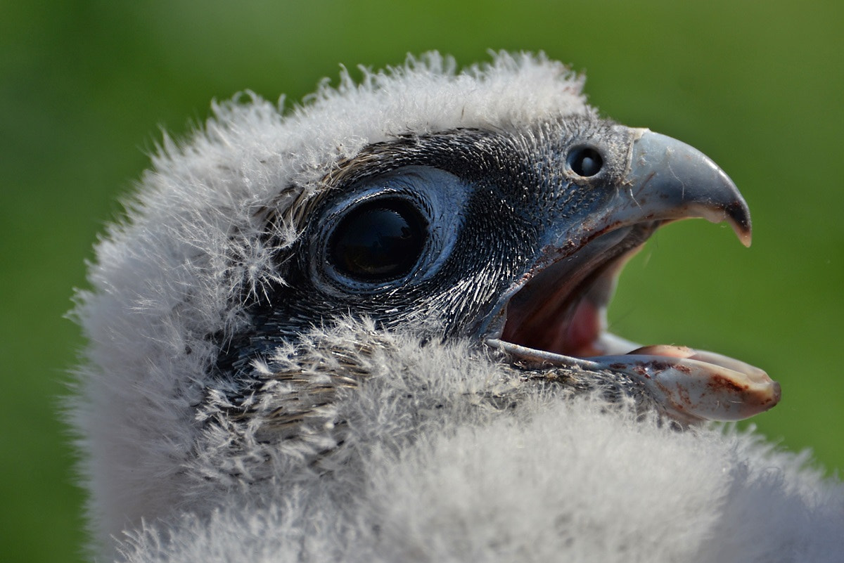 Nikon D610 sample photo. Falco cherrug chicks photography