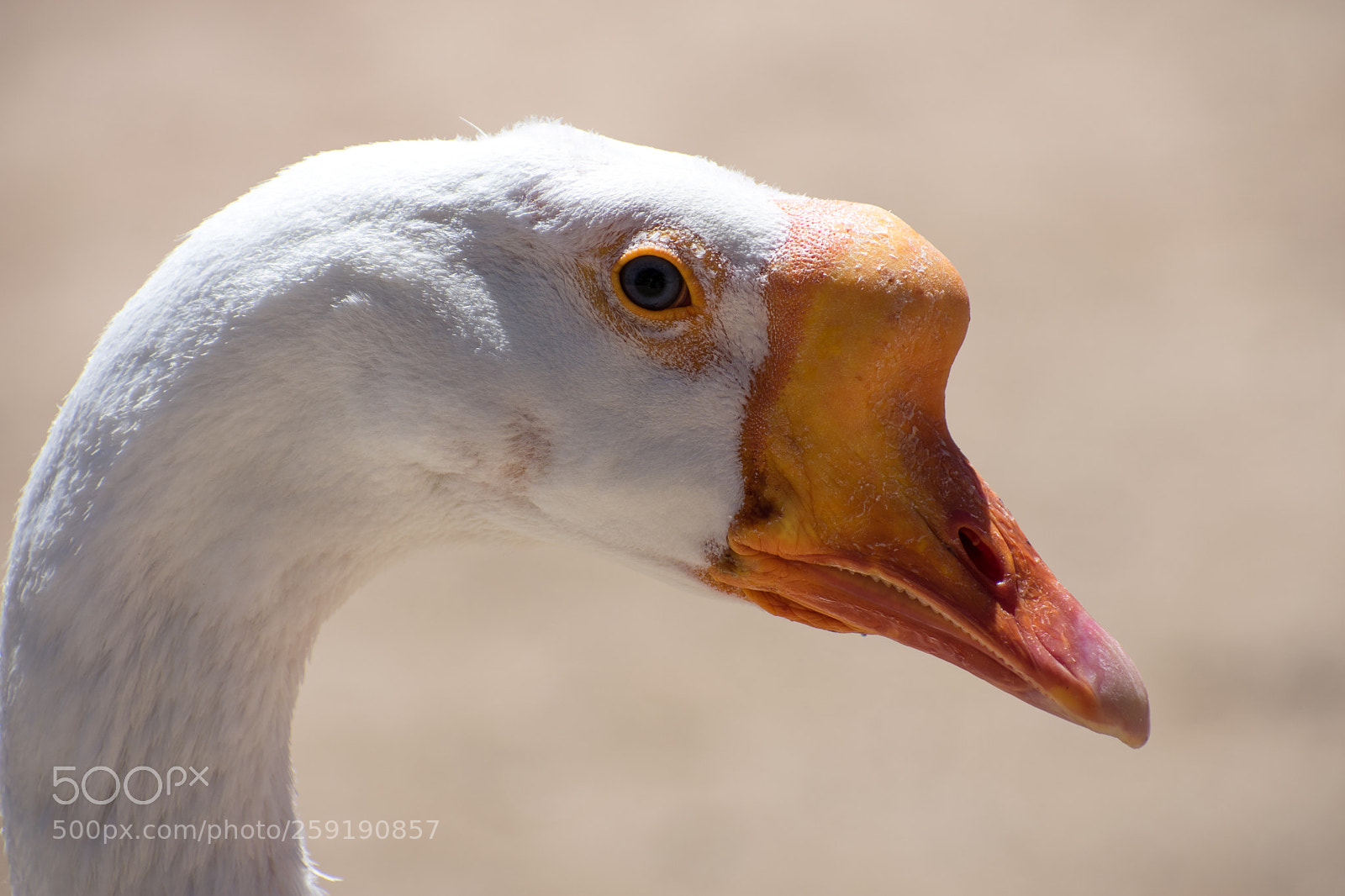 Nikon D3400 sample photo. Swan photography