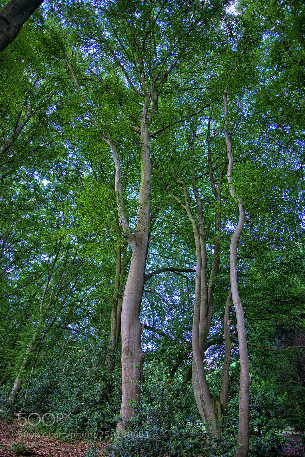 Nikon D800 sample photo. In the wood ii photography