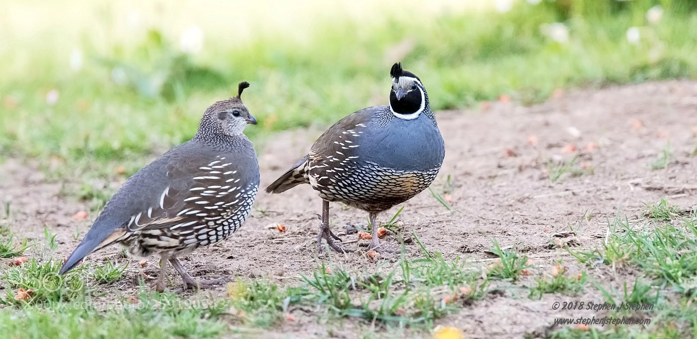 Canon EOS 7D Mark II sample photo. California quail couple photography