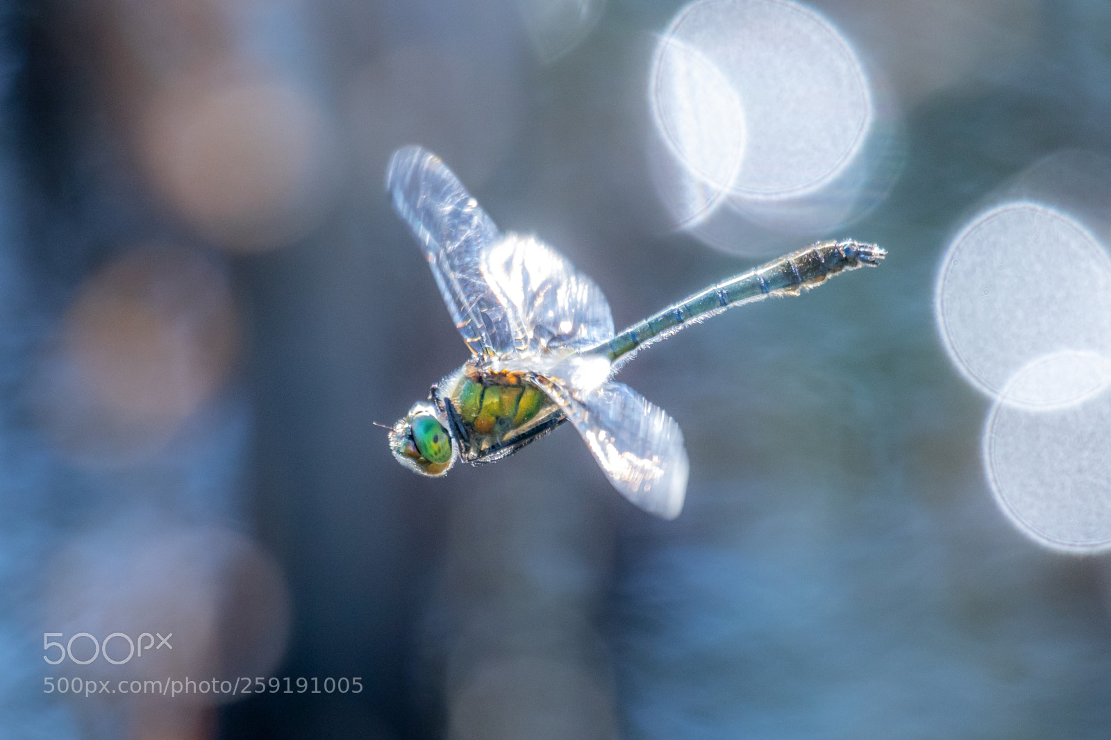 Canon EOS 80D sample photo. Flying photography
