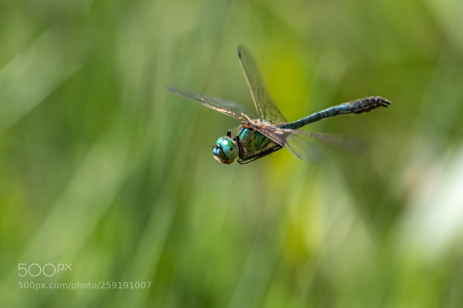 Canon EOS 80D sample photo. Flying photography